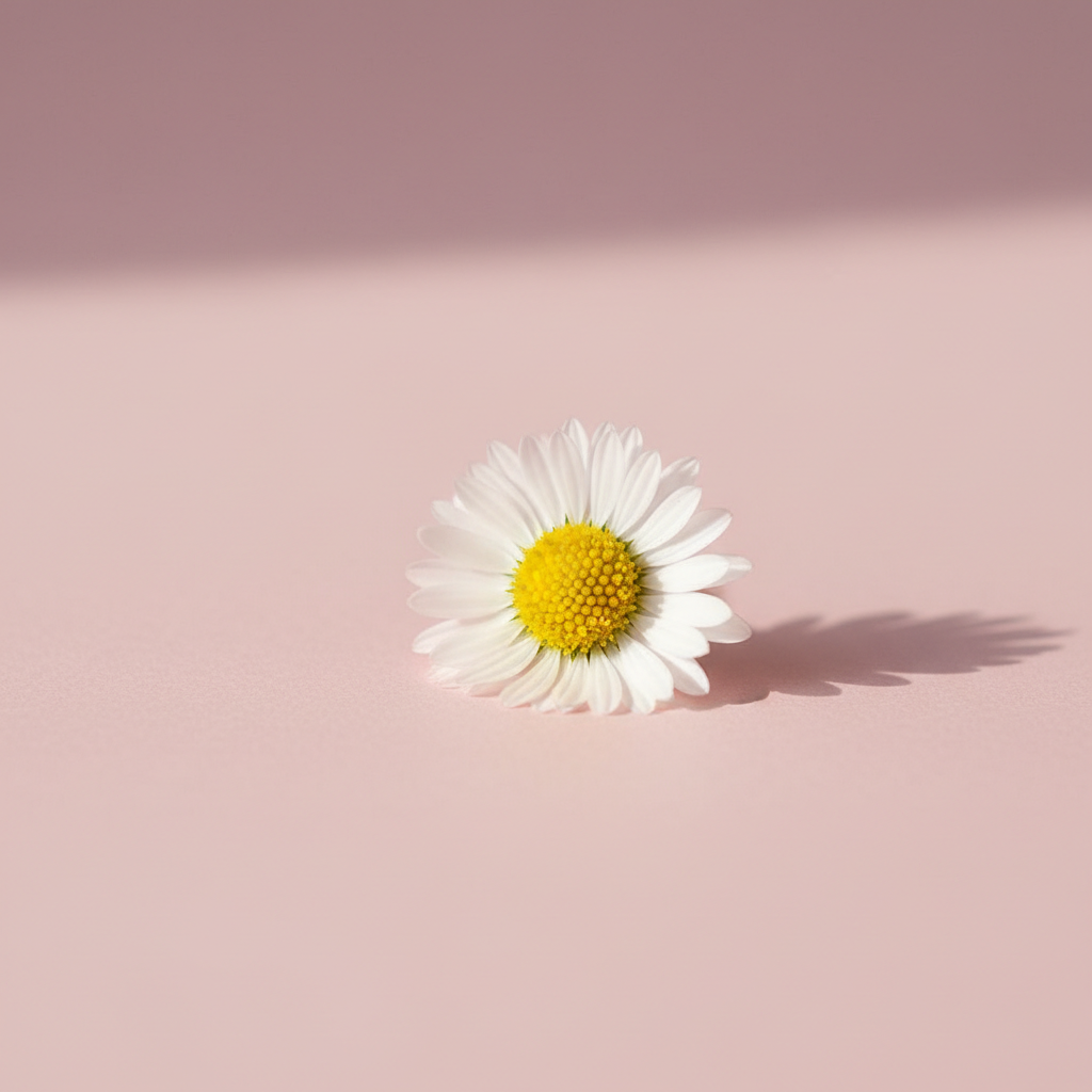 White Daisy